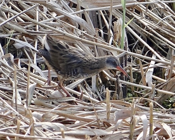 water rail